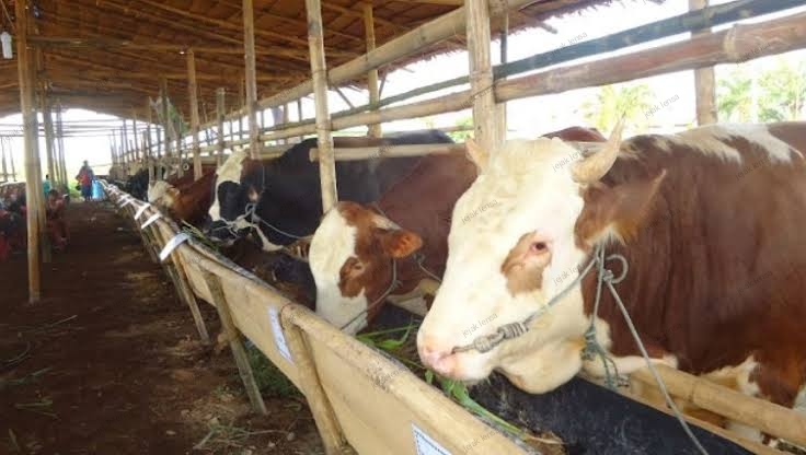 Kelompok Ternak Fiktif, Warga Karanganyar  Jadi Tersangka Korupsi Hibah  Sapi
